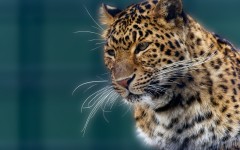 Desktop image. Animals. ID:65368