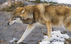 Desktop image. Animals. ID:65369
