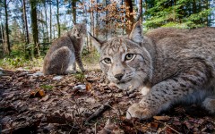 Desktop image. Animals. ID:65370