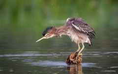 Desktop image. Animals. ID:65371