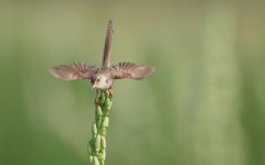 Desktop image. Animals. ID:65372