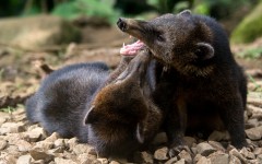 Desktop image. Animals. ID:65594