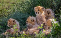 Desktop image. Animals. ID:65373