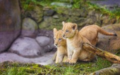 Desktop image. Animals. ID:65374