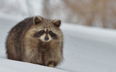 Desktop image. Animals. ID:65375