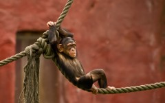 Desktop image. Animals. ID:65376