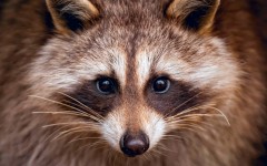 Desktop image. Animals. ID:65377