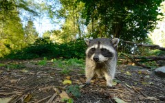 Desktop image. Animals. ID:65378