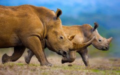 Desktop image. Animals. ID:65379