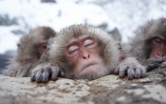 Desktop image. Animals. ID:65380