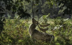 Desktop image. Animals. ID:65381
