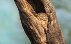 Desktop image. Animals. ID:65382