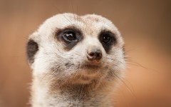 Desktop image. Animals. ID:65383