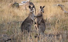 Desktop image. Animals. ID:65384