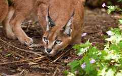 Desktop image. Animals. ID:65385