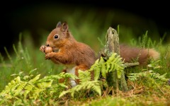 Desktop image. Animals. ID:65386