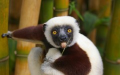 Desktop image. Animals. ID:65387