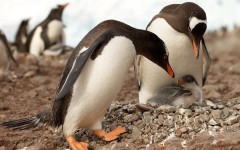 Desktop image. Animals. ID:65388