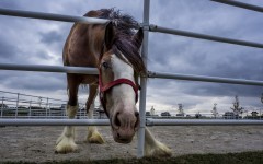 Desktop image. Animals. ID:65390