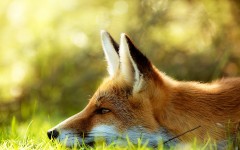 Desktop image. Animals. ID:65391