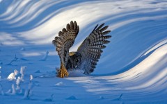 Desktop image. Animals. ID:65392