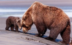 Desktop image. Animals. ID:65393