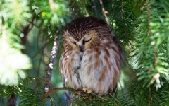 Desktop image. Animals. ID:65395