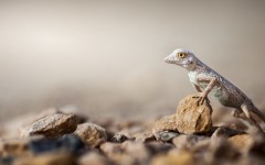 Desktop image. Animals. ID:65396