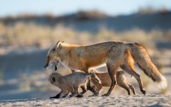 Desktop image. Animals. ID:65397