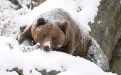 Desktop image. Animals. ID:65398