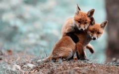 Desktop image. Animals. ID:65399