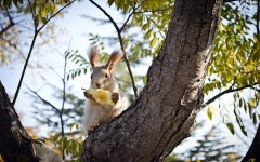 Desktop image. Animals. ID:65401