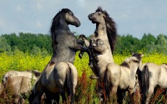 Desktop image. Animals. ID:65402