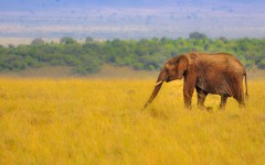 Desktop image. Animals. ID:65404