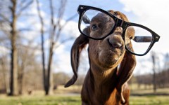 Desktop image. Animals. ID:65405