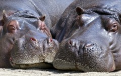 Desktop image. Animals. ID:65406