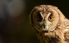 Desktop image. Animals. ID:65407