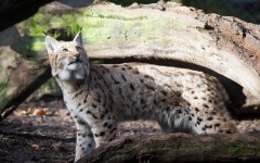 Desktop image. Animals. ID:65408