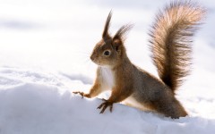 Desktop image. Animals. ID:65409