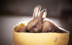 Desktop image. Animals. ID:65410