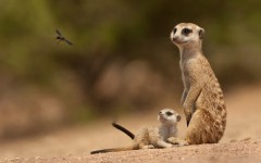 Desktop image. Animals. ID:65411