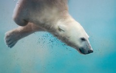 Desktop image. Animals. ID:65412