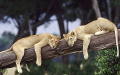 Desktop image. Animals. ID:65413