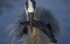 Desktop image. Animals. ID:65414