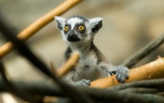 Desktop image. Animals. ID:65415