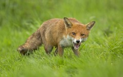 Desktop image. Animals. ID:65417