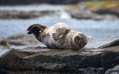 Desktop image. Animals. ID:65418