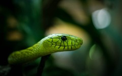 Desktop image. Animals. ID:65419