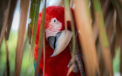 Desktop image. Animals. ID:65420