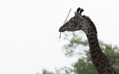 Desktop image. Animals. ID:65421